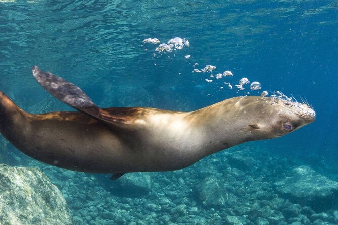 1 Day Espiritu Santo Island Wonders, Sea Lions and Paddleboard Adventure - A beach lunch with useful variety