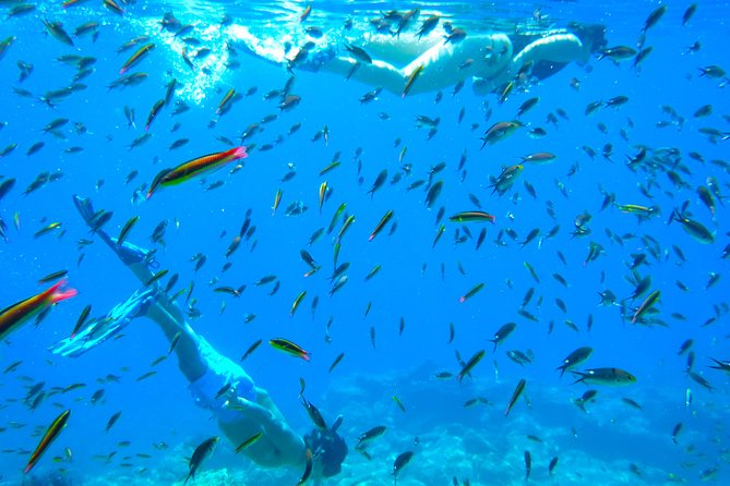 1 Day Espiritu Santo Island Wonders, Sea Lions and Paddleboard Adventure - Paddleboards, loungers, and time to choose