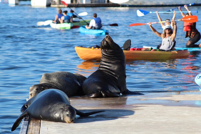 2-Hour Kayak or Paddleboard with Sea Lions in Marina del Rey - Paddling toward the main channel