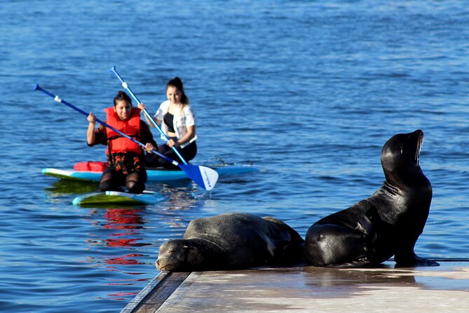 2-Hour Kayak or Paddleboard with Sea Lions in Marina del Rey - Finding sea lions around the docks