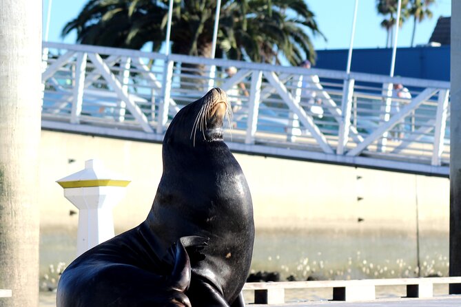 2-Hour Kayak or Paddleboard with Sea Lions in Marina del Rey - What two hours feels like on the water