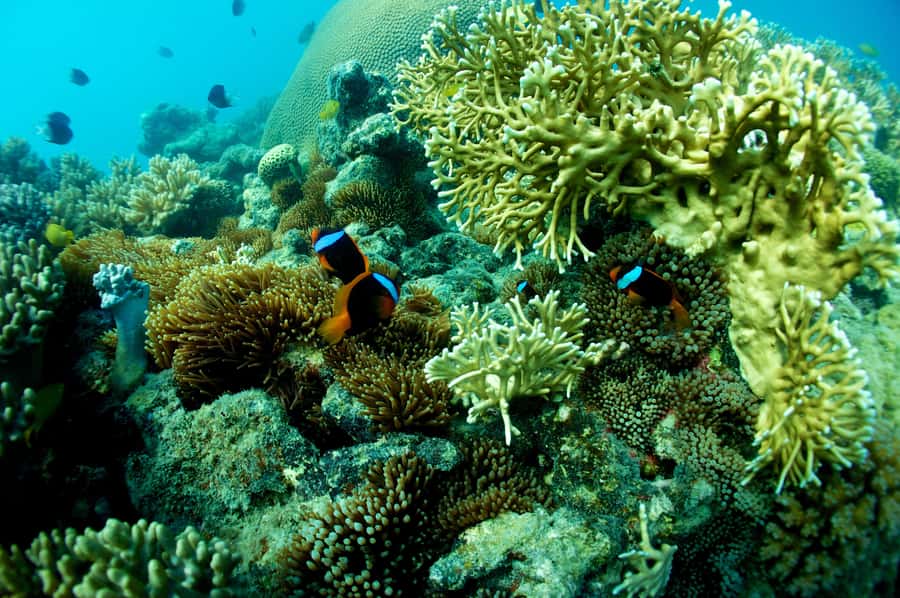 Airlie Beach: Whitsunday Islands Sailing, SUP & Snorkel Tour - Lunch on a three-level yacht