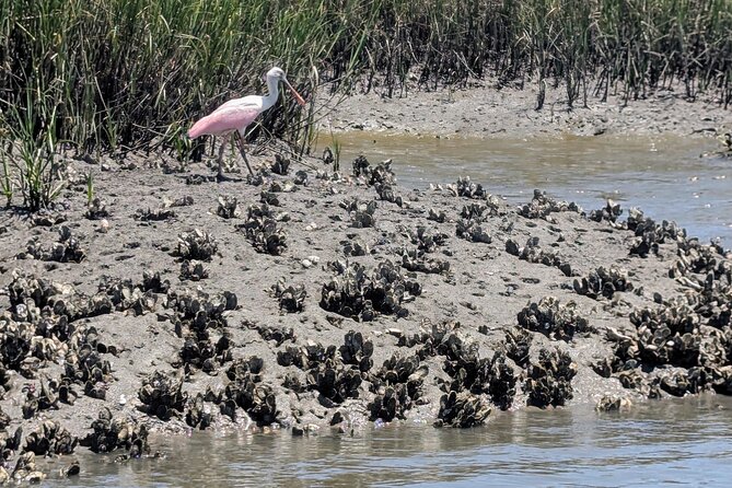 Amelia Island Kayak and Paddleboard Rentals Talbot State Park - Why tide timing matters so much