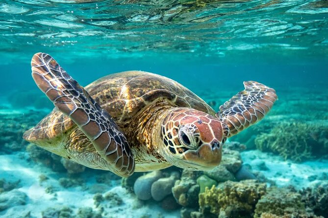 Barbados Shore Excursion: Barbados Surf & Turf - How the guide shapes the day