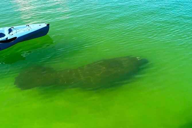 Beginner One Hour Guided Kayaking and SUP Activity - Wildlife and the value of a local guide