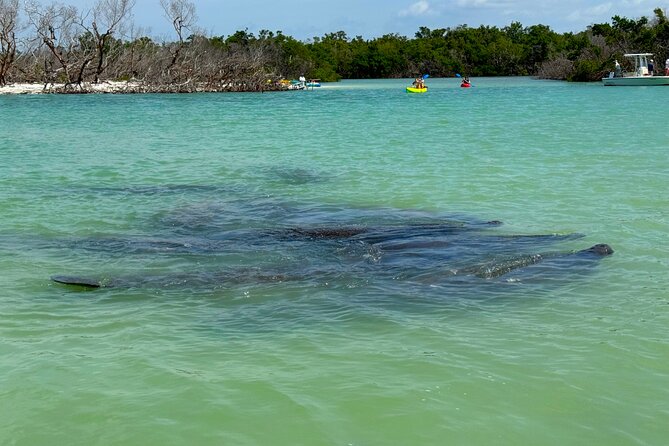 Beginner One Hour Guided Kayaking and SUP Activity - What the one-hour outing feels like