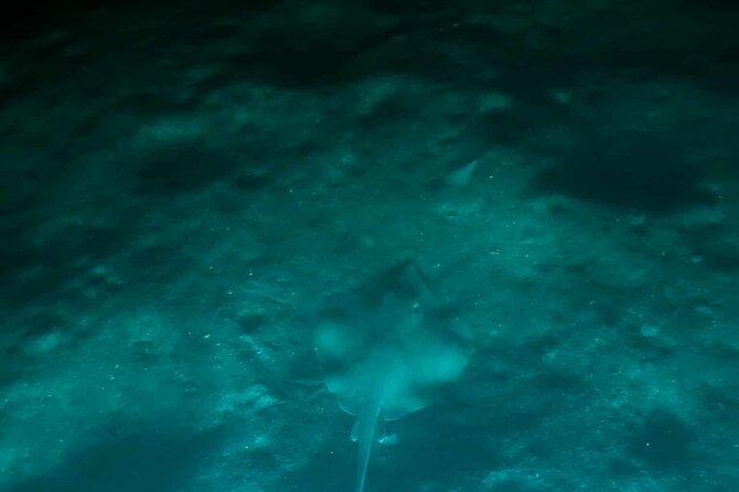 Bioluminescent Comb Jelly & LED Kayak / Paddle board Excursion - Key points to know before you book