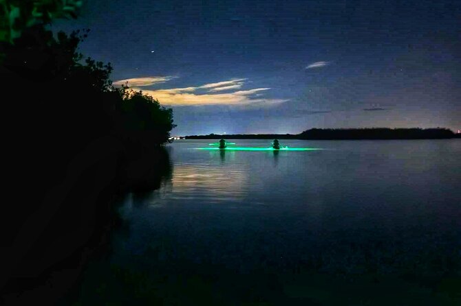 Bioluminescent Comb Jelly & LED Kayak / Paddle board Excursion - Why the guide matters on a dark-water tour
