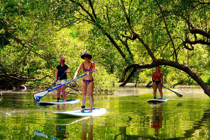 Byron Stand Up Paddle Nature Tour - A quiet paddle through Cape Byron Marine Park