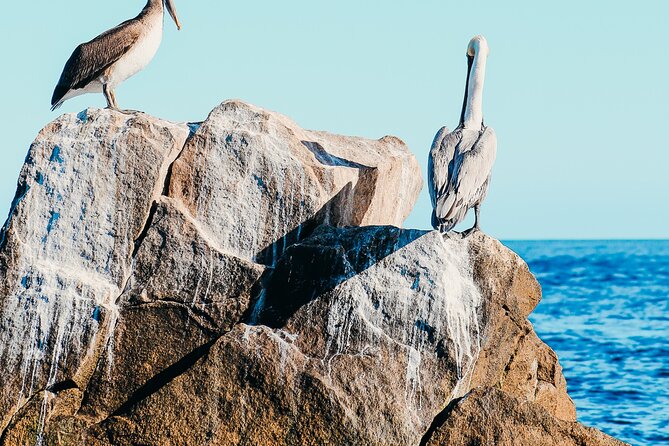 Cabo Private Catamaran: Chill Experience with Sup and Float Mat - Snacks, Drinks, and What You Need to Buy