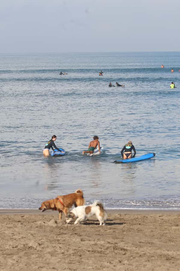 Canggu: 2-Hour Surf Course - What the coaches do well