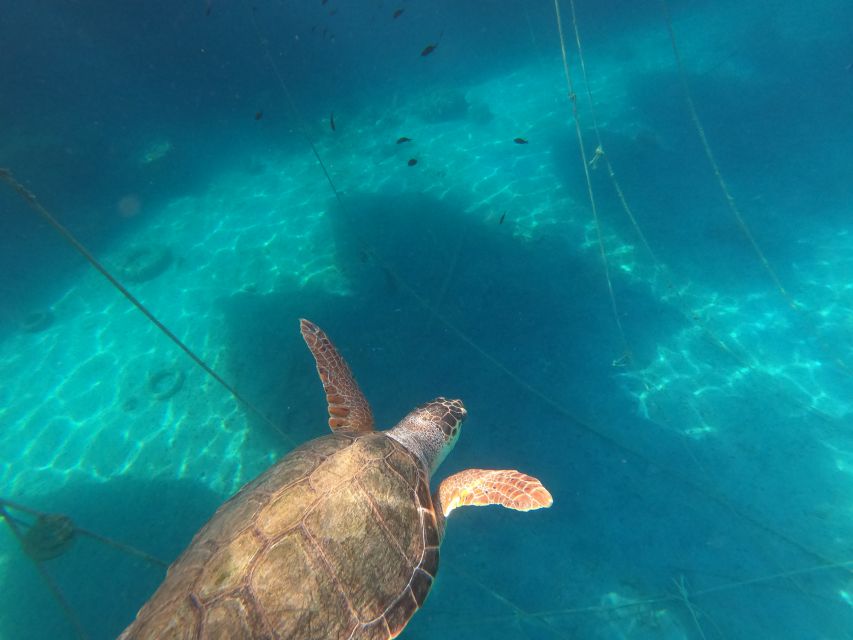 Chania: Stand-Up Paddleboard Small Group Tour - Is the $79 price fair?