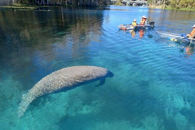 Clear Kayak or Paddleboard Manatee Adventure - Key things to know before you paddle