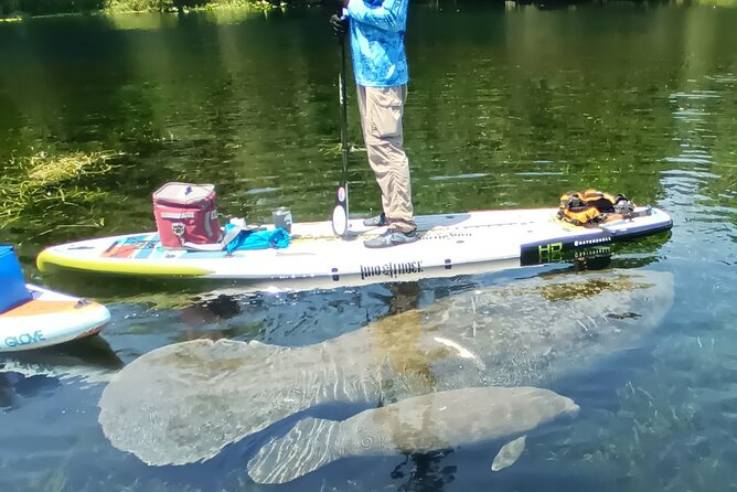 Clear Kayak or Paddleboard Manatee Adventure - Clear kayaks, paddleboards, and the physical effort