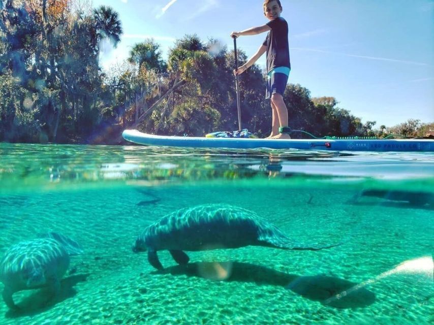 Crystal River: Paddle Board Rental - Crystal River by paddle board