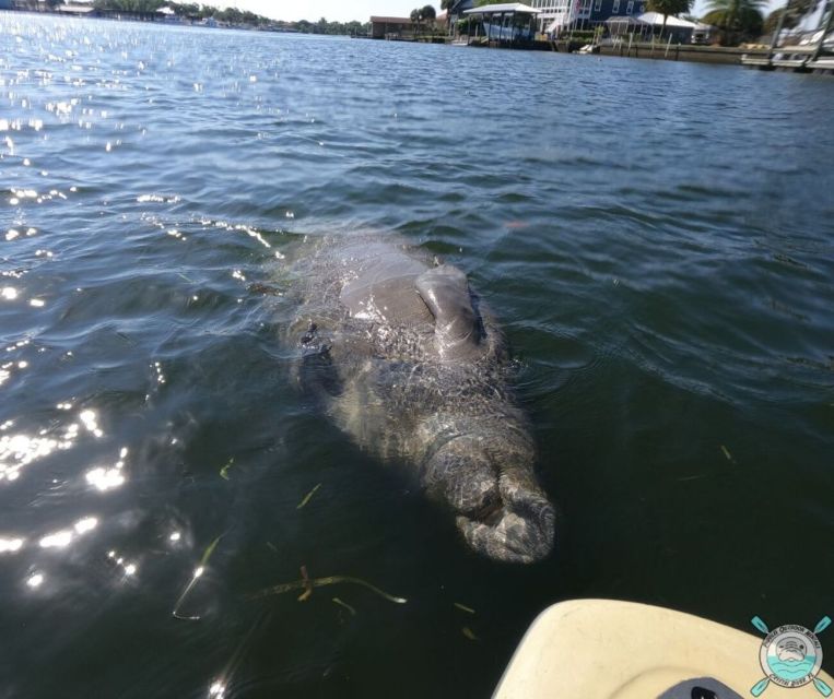 Crystal River: Paddle Board Rental - What to bring for a better outing