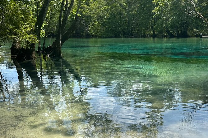 Cypress Springs Paddle Board & Kayak Eco Tour - Paddling upstream for 30 to 40 minutes