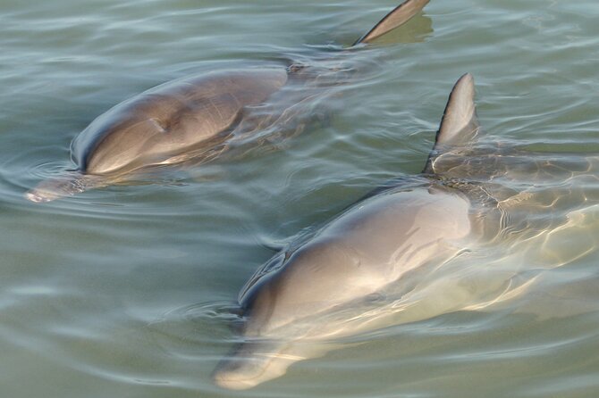 Dolphin and Manatee Clear Kayak or Paddleboard Tour - Key points to know before you book
