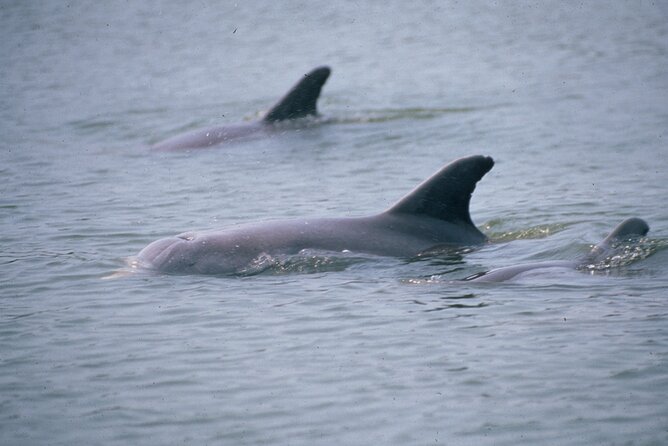 Dolphin and Manatee Clear Kayak or Paddleboard Tour - Why the sunset departure is worth considering