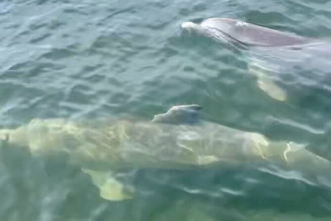Dolphin and Manatee Kayak and SUP Adventure Tour of Cocoa Beach - Choosing between a kayak and a paddleboard