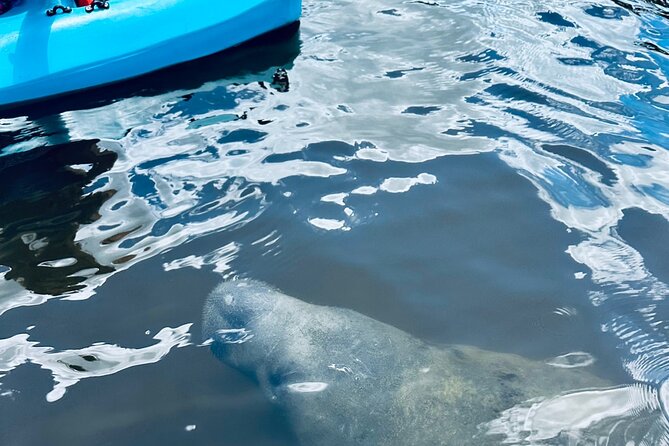 Dolphin and Manatee Kayak and SUP Adventure Tour of Cocoa Beach - Guides who add more than directions