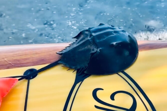 Dolphin and Manatee Kayak and SUP Adventure Tour of Cocoa Beach - How much wildlife should you expect?