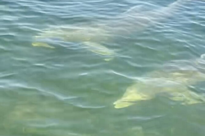 Dolphin and Manatee Kayak and SUP Adventure Tour of Cocoa Beach - Weather can change the plan