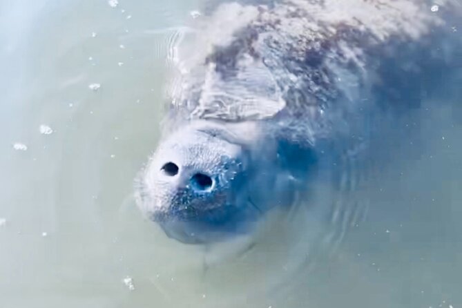 Dolphin and Manatee Kayak and SUP Adventure Tour of Cocoa Beach - What you may see in the refuge