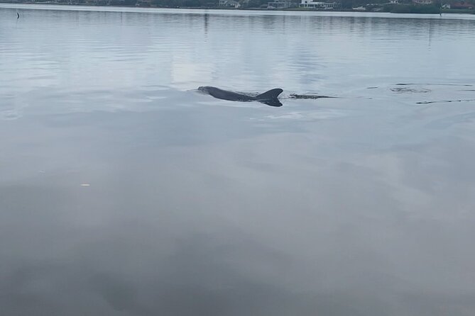 Dolphin and Manatee Tour of Marco Island by Kayak or SUP - The first paddle through quiet coastal water
