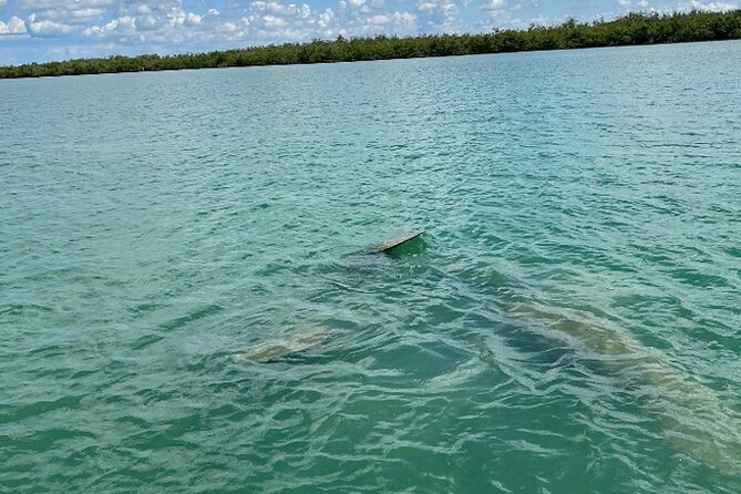 Dolphin and Manatee Tour of Marco Island by Kayak or SUP - Manatees, tides, and the seasonal question
