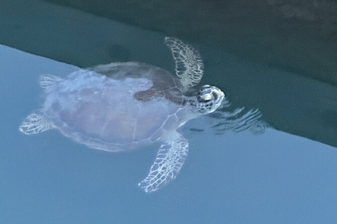 Dolphin, Manatee and SeaTurtle SUP Adventure Tour of St Augustine - Two hours beside St. Augustine’s dunes