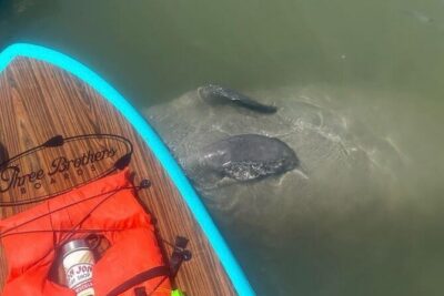 Dolphin, Manatee and SeaTurtle SUP Adventure Tour of St Augustine