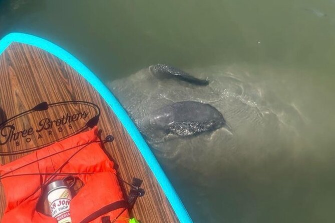 Dolphin, Manatee and SeaTurtle SUP Adventure Tour of St Augustine - Anastasia State Park and its tall sand dunes