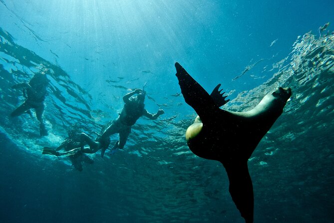 Espiritu Santo Island Combo: Sea Lions and Paddleboard 1 to 6 Private Group - Lunch on a beach that feels far from town
