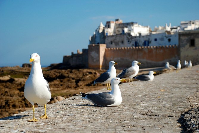 Essaouira Day Trip From Marrakech Including Surf Training - Two hours of beginner surfing