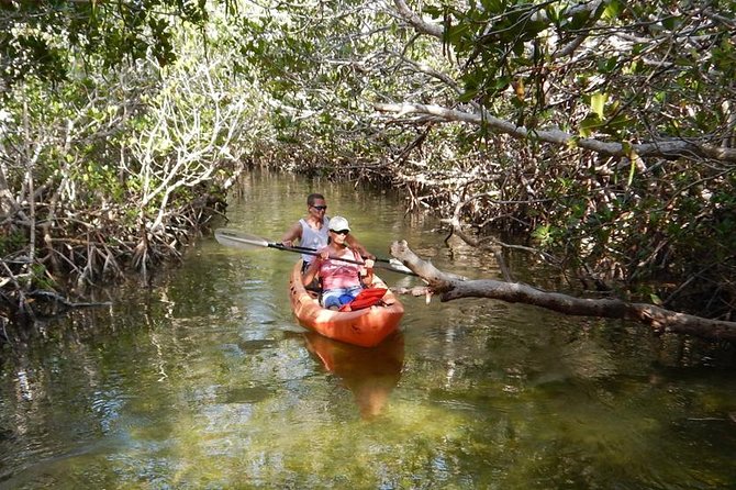Explore Mangrove Creeks with an All Day SUP/single kayak Rental - Key points to know before you book
