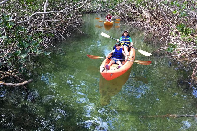 Explore Mangrove Creeks with an All Day SUP/single kayak Rental - Choosing a kayak or stand-up paddleboard