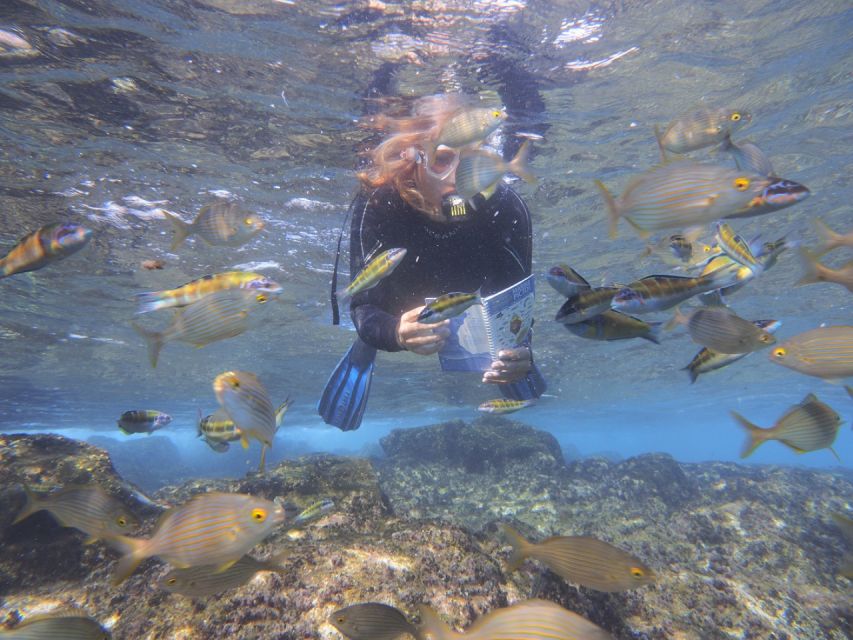 Flamingo Beach: Guided SUP and Snorkeling experience - Pickup in Playa Blanca and Getting Set Up