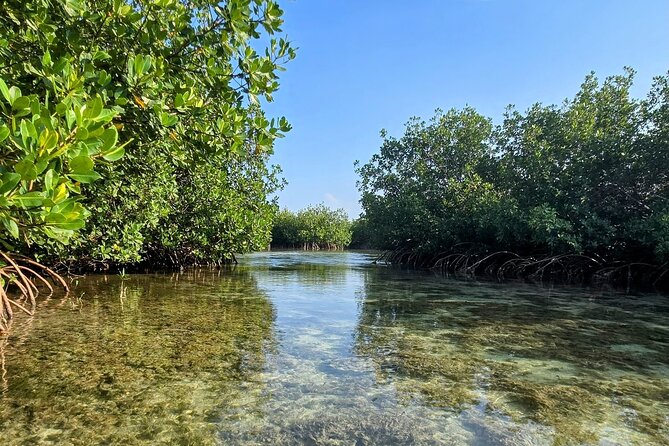 Florida Keys Kayak And Paddleboard Rentals - The mangrove route is the real attraction