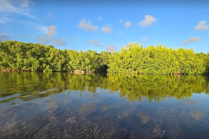 Florida Keys Kayak And Paddleboard Rentals - What your two hours on the water may look like