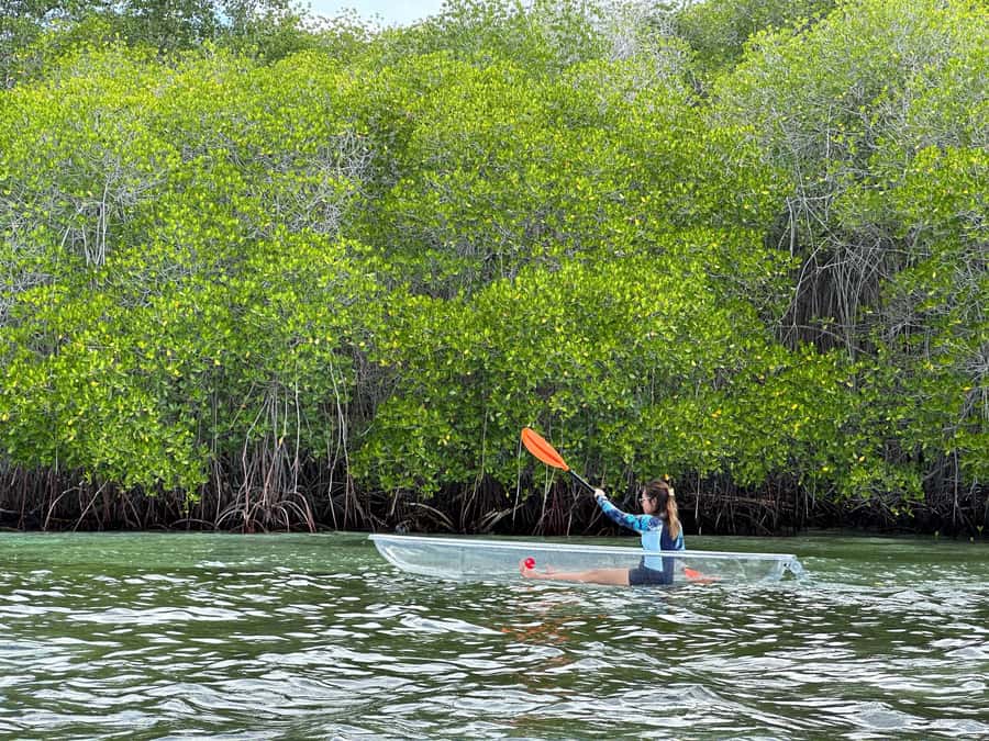 From Lembongan: Kayak/Paddleboard/Boat Mangrove Tour - Key points to know before you book