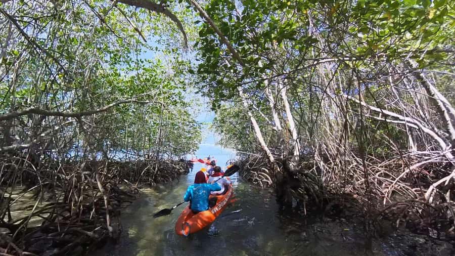 From Lembongan: Kayak/Paddleboard/Boat Mangrove Tour - Timing, tides, and what can change