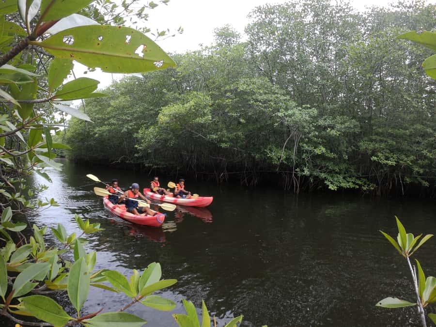 From Lembongan: Kayak/Paddleboard/Boat Mangrove Tour - Starting with pickup on Nusa Lembongan