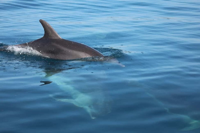 Golfo Aranci: Sup with dolphins, aperitif & photo shoot - Cala Moresca brings the first swim