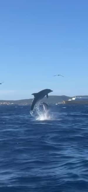 Golfo Aranci tour SUP Paddleboard Dolphin watching, aperitif - The 20-minute lesson: a useful start for beginners