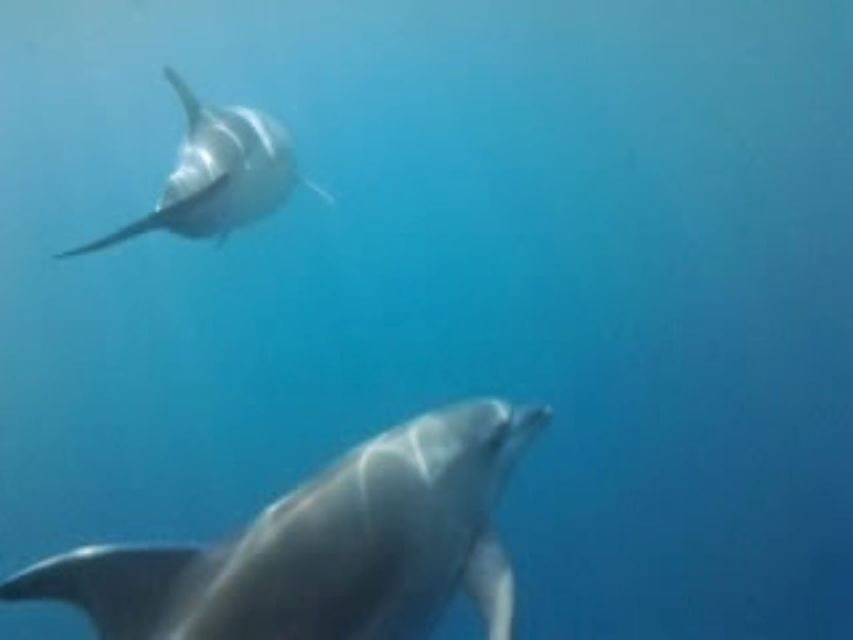 Golfo Aranci tour SUP Paddleboard Dolphin watching, aperitif - A Sardinian breakfast or aperitif on the water