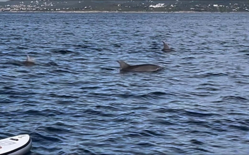 Golfo Aranci tour SUP Paddleboard Dolphin watching, aperitif - What is included and what to pack