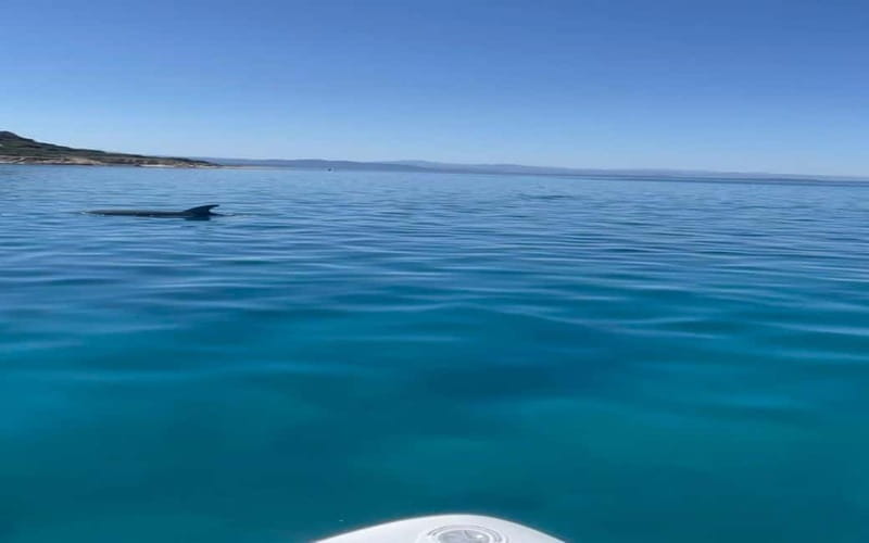 Golfo Aranci tour SUP Paddleboard Dolphin watching, aperitif - Starting at Baracconi Beach