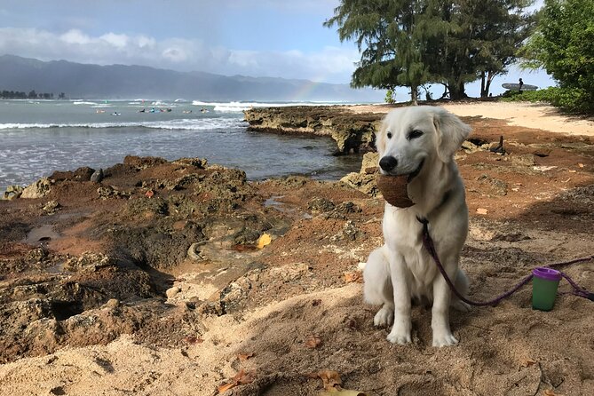 Group Surf Lessons for beginners on the North Shore of Oahu - Working toward your first successful ride