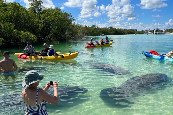 Guided Dolphin Eco Tour by Kayak & SUP - Fort Myers Beach, FL - Key points to know before booking
